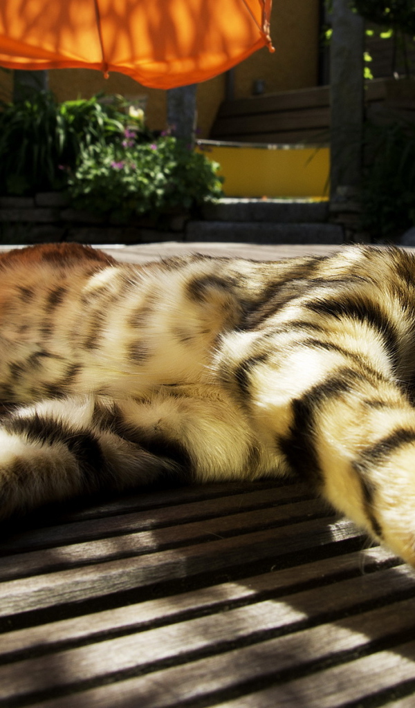 Зевающая кошка