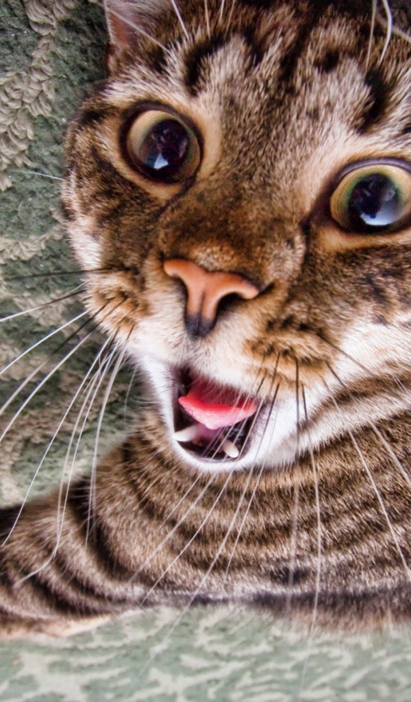 Зевающий кот