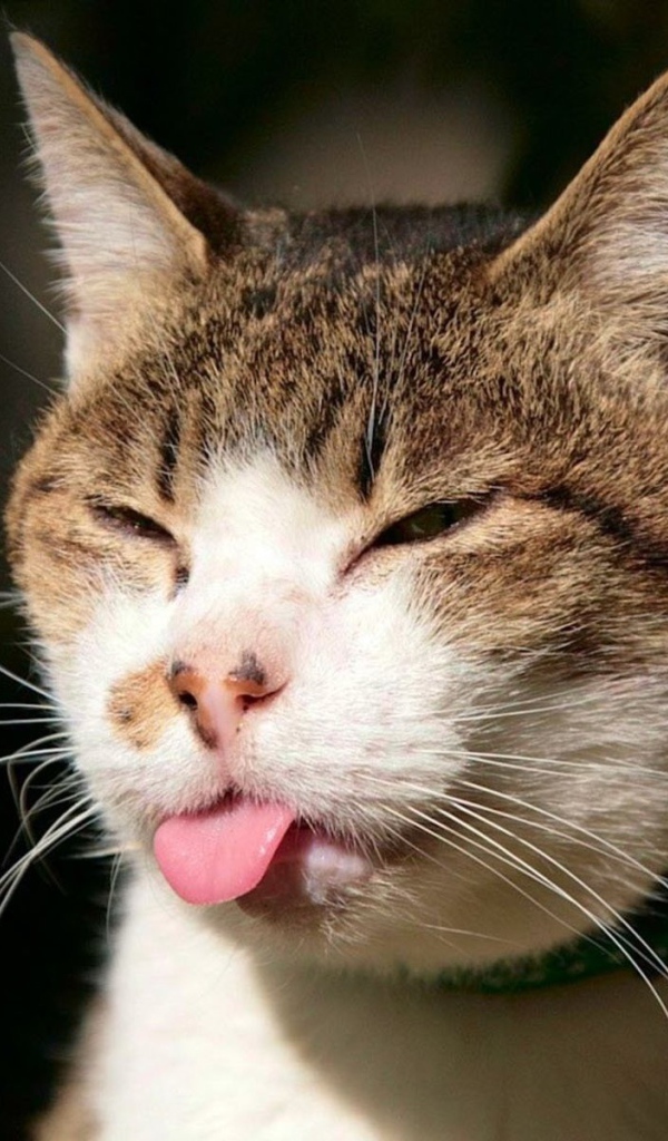 Показал язык