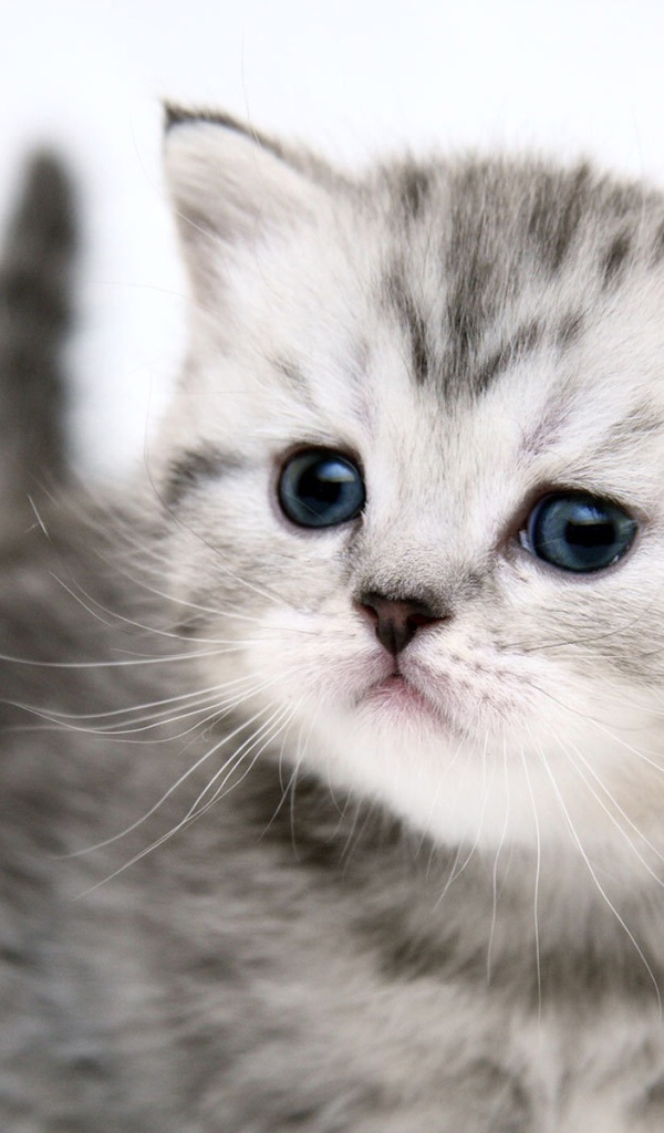 Маленький симпатичный котенок
