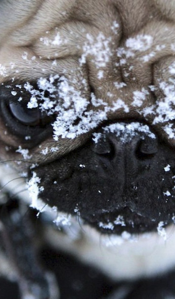 Мордашка мопса