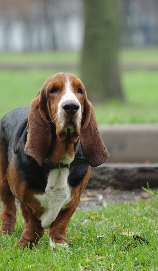 Бассет-хаунд на прогулке