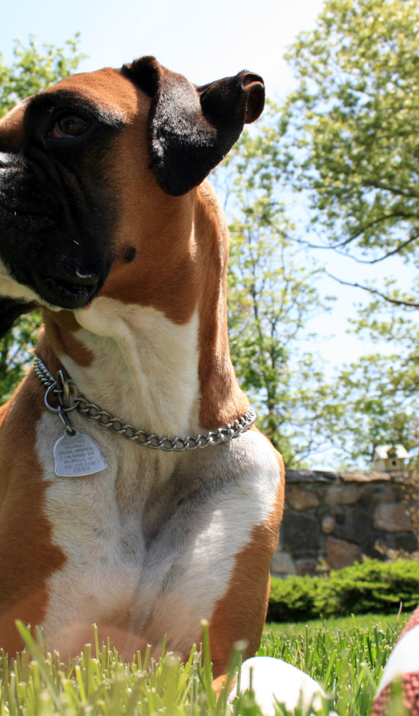 Боксер с мячом