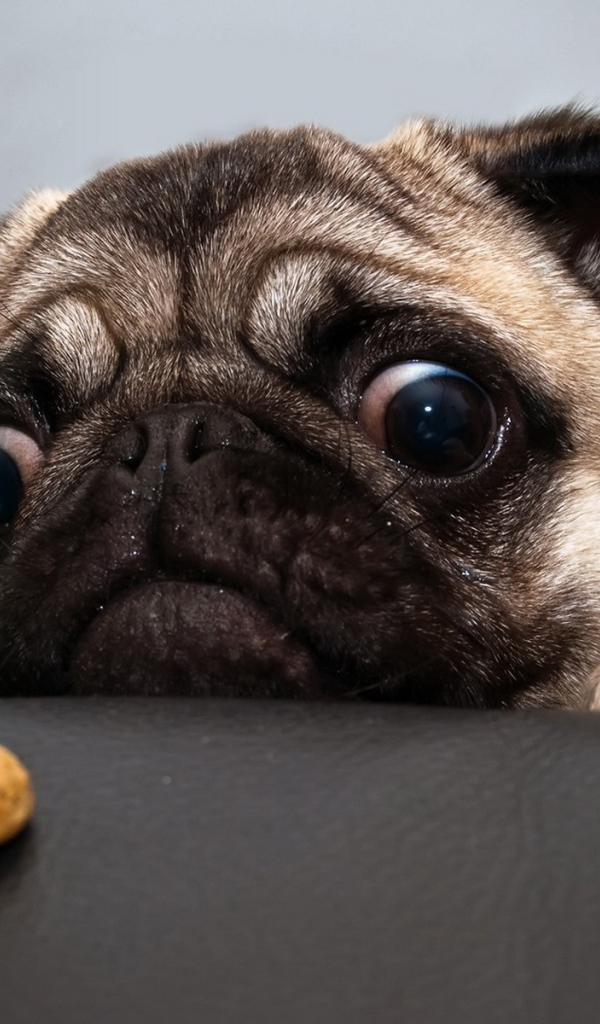 Косоглазый мопс