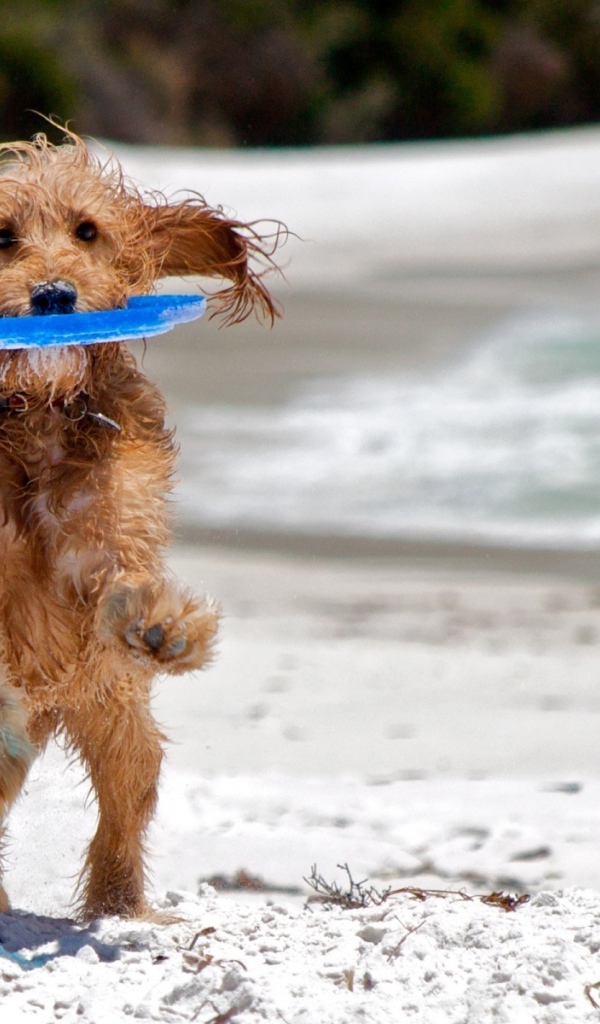 Собака на пляже