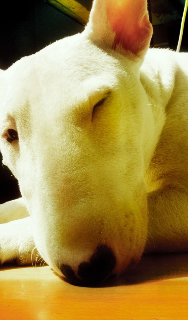 Собака с большим носом