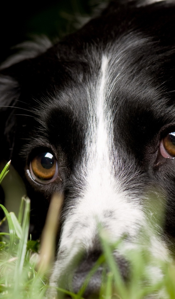 Aнглийский Cпрингер-Cпаниель