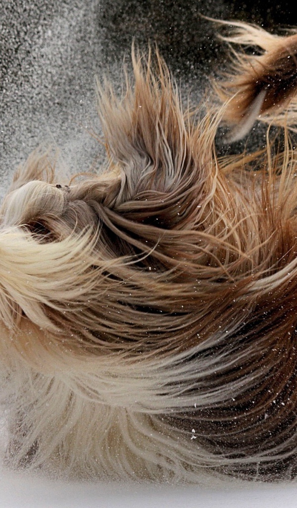 Пушистая собака