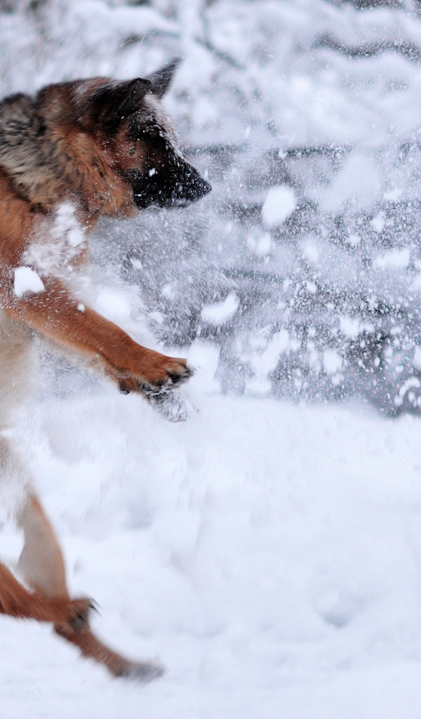 Немецкая овчарка под обстрелом