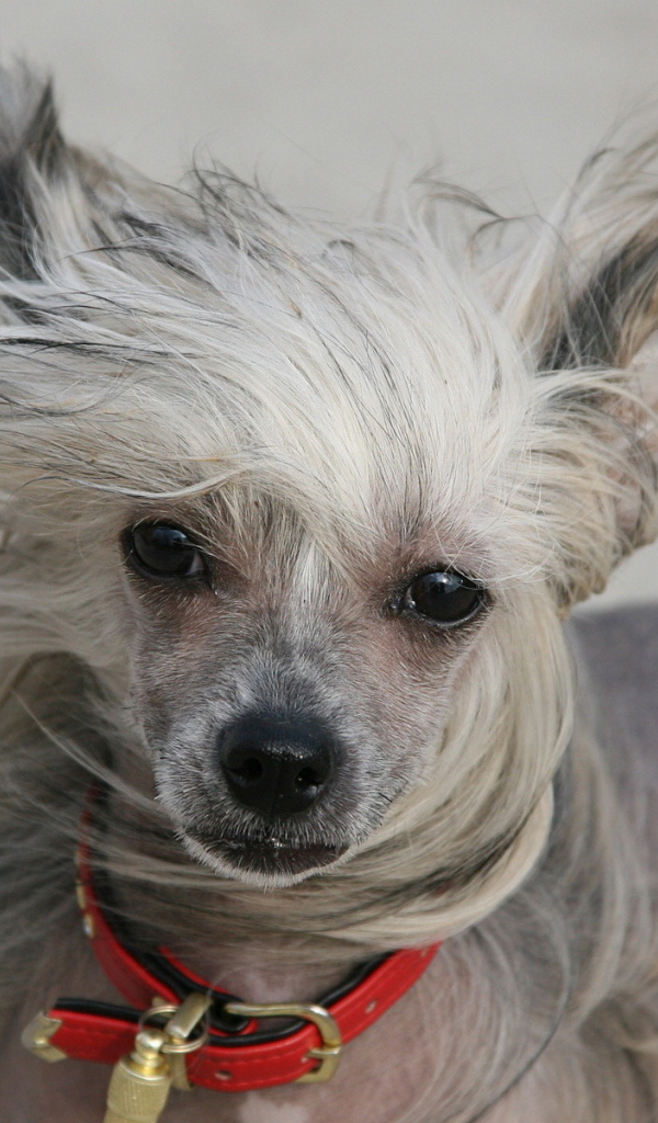 Добрый взгляд