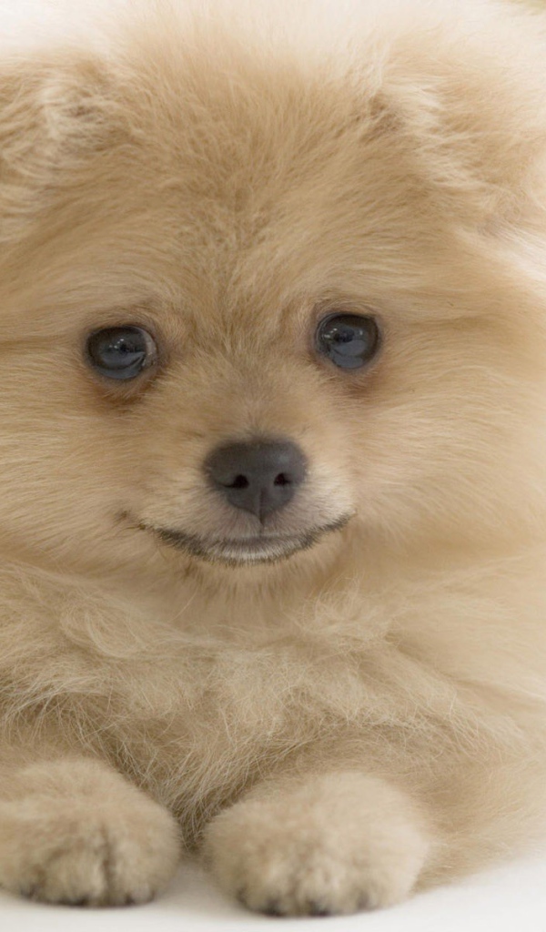 Я вам улыбаюсь