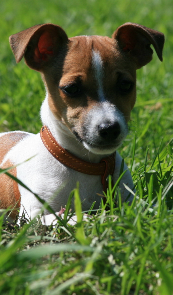 Джек-Рассел терьер