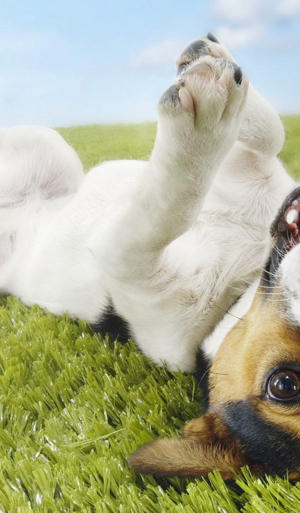 Джек-Рассел терьер