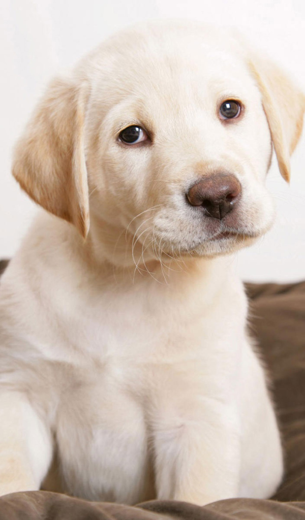 Щенок Лабрадора