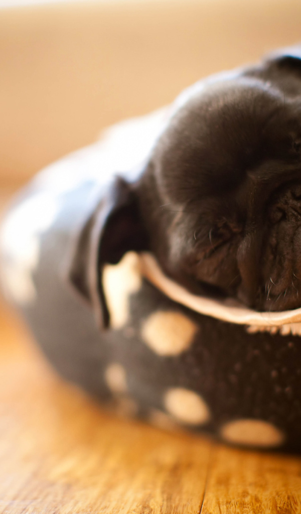 щенок Мопса