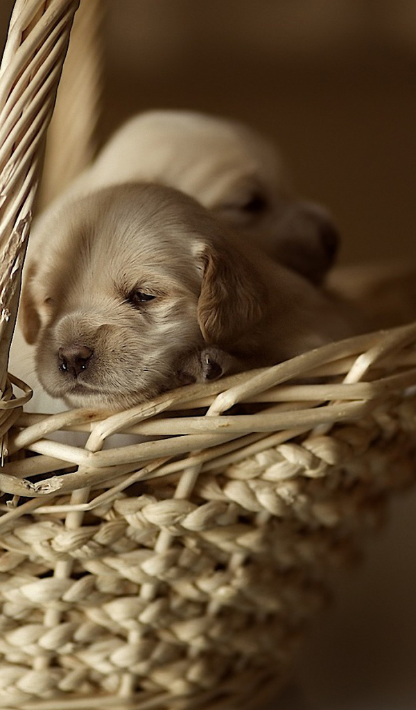 Щенки в корзине