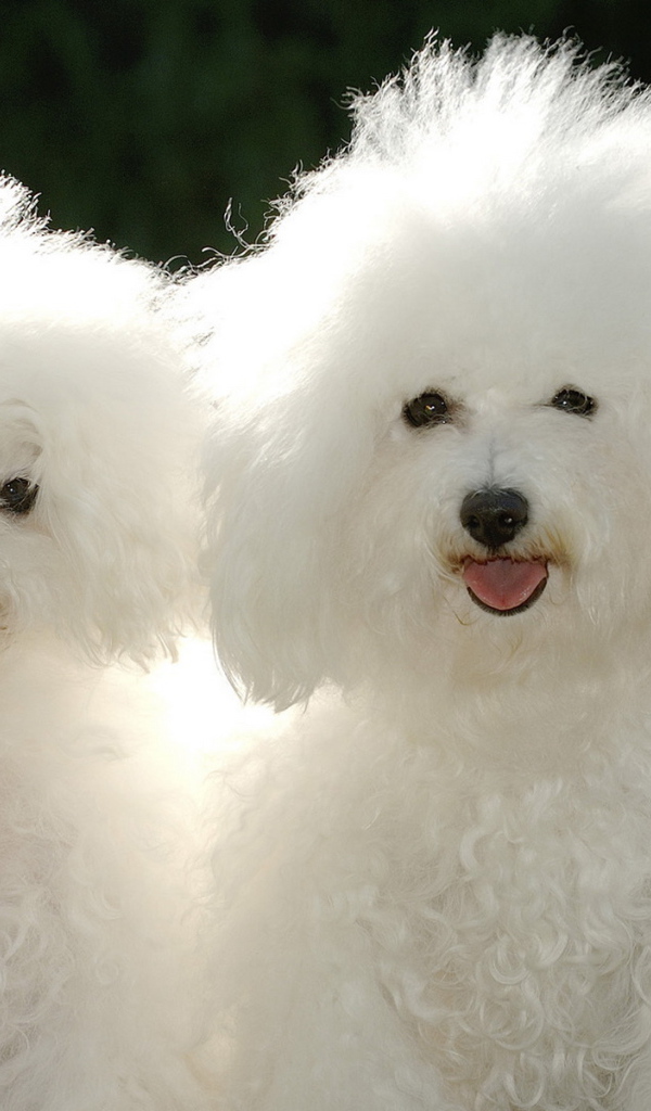 Щенки пуделя