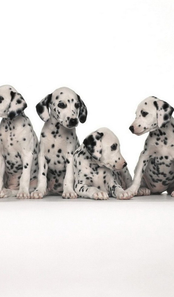 Щенки долматинца