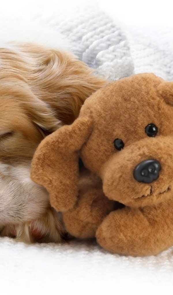 Щенок и игрушка