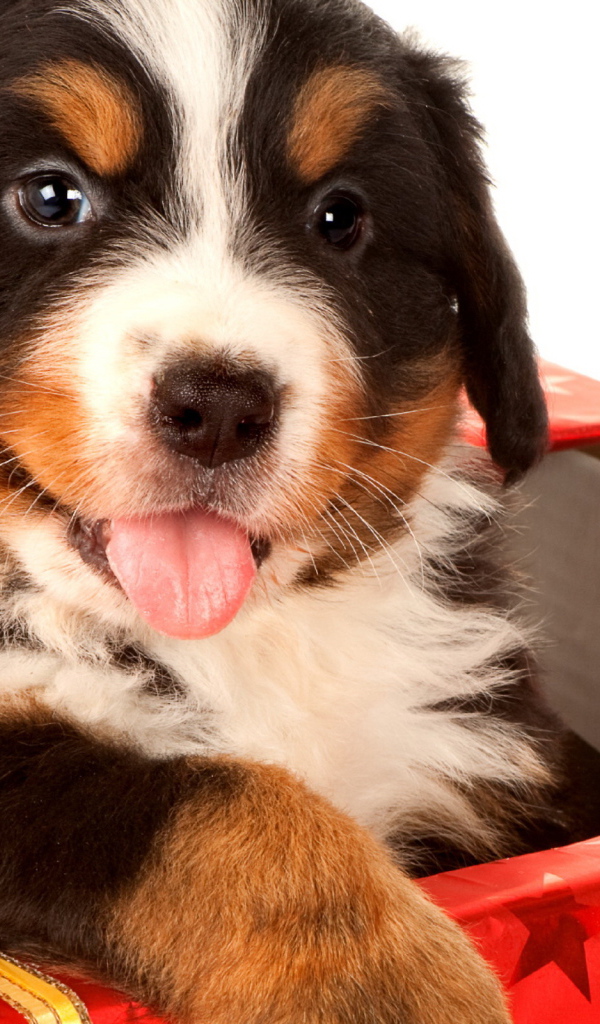 Щенок в подарок