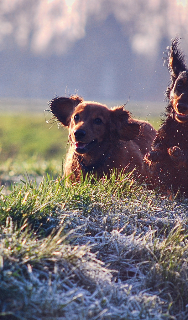 Щенячий восторг