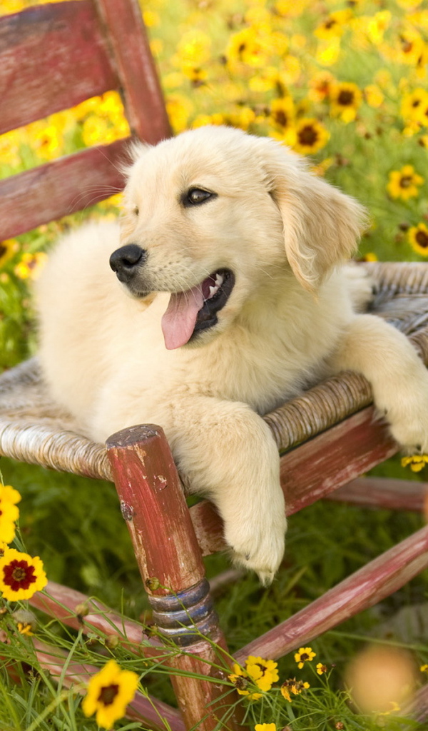 Щенок на стуле