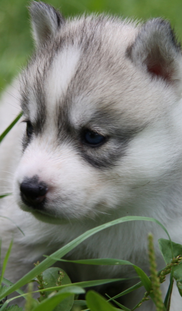 щенок в траве