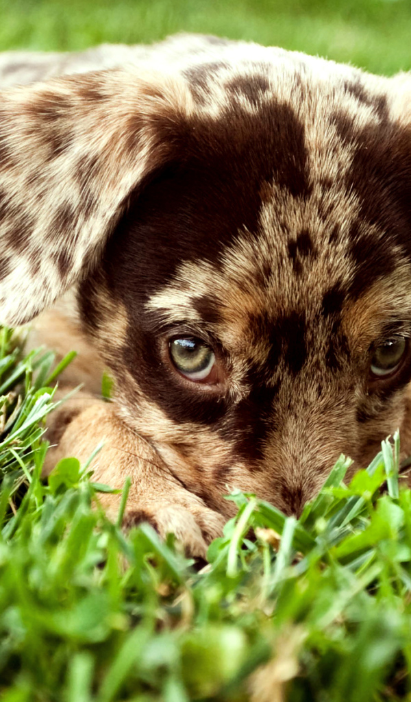 Щенок в траве