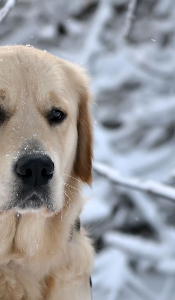 грустный Ретривер