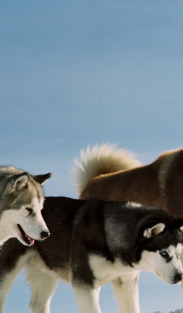 Сибирские хаски