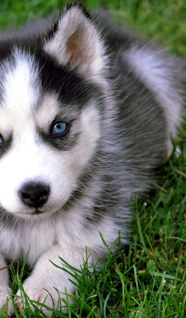 щенок Сибирского Эскимоса