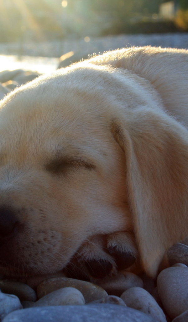 спящий Лабрадор