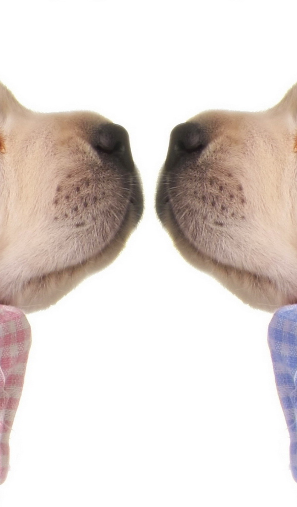 Спящие щенки