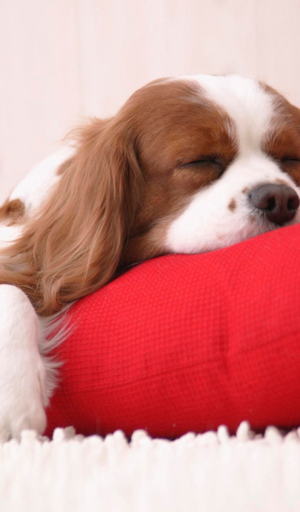 Сонный щенок