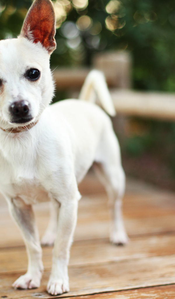 Маленькая собака