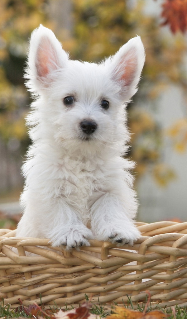 щенок Терьера