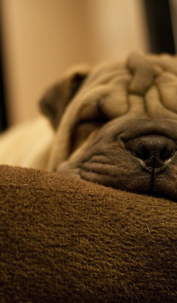 Шарпей, отдыхает