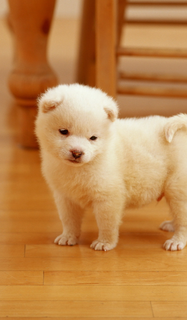 Белый щенок