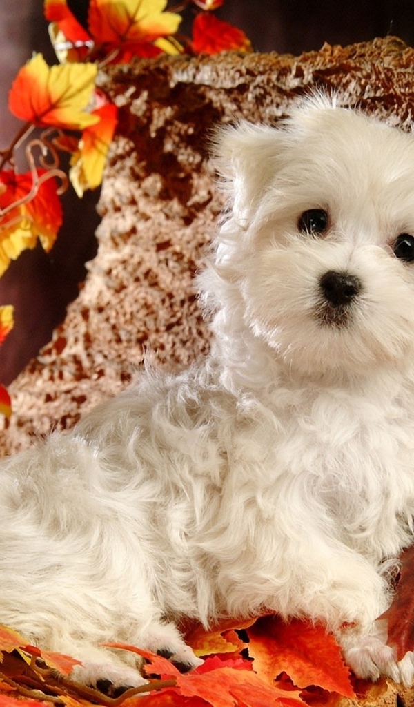 Белый щенок