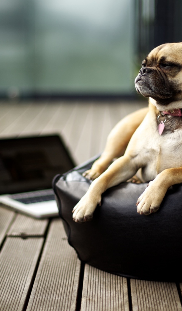 важный Мопс