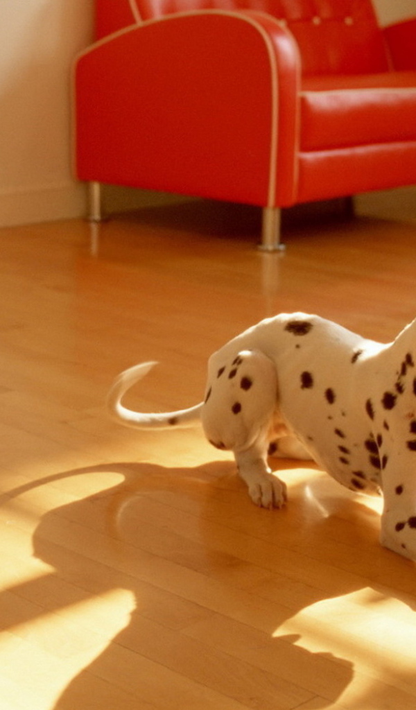 щенок Долматинца