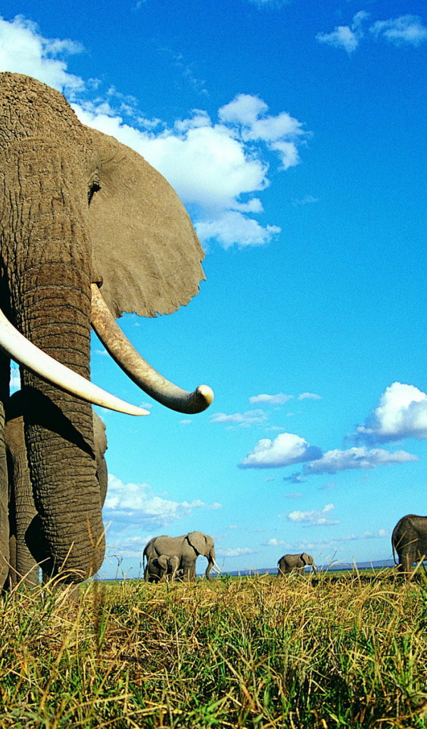 Семейство слонов