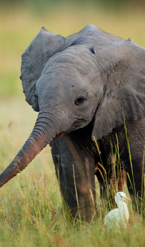 Слоненок и птицы