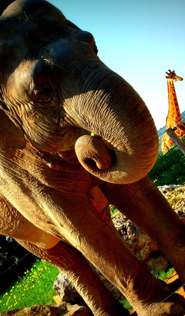 Слон в вольере