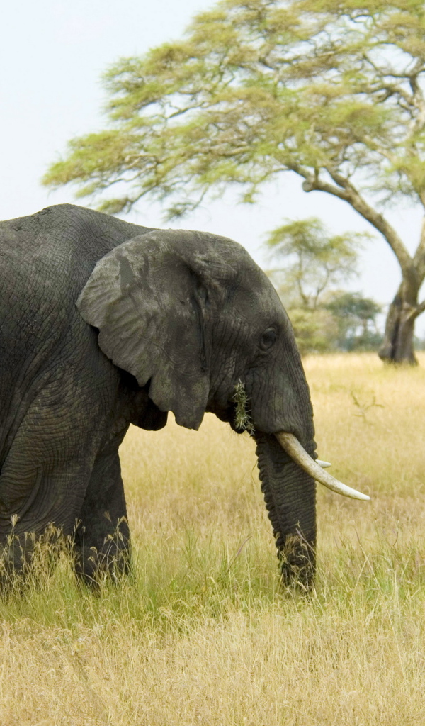 Слон в саванне