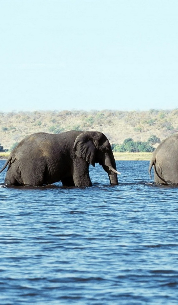 Слоны в воде
