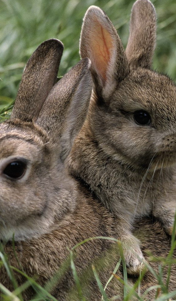 Зайчиха и малыш