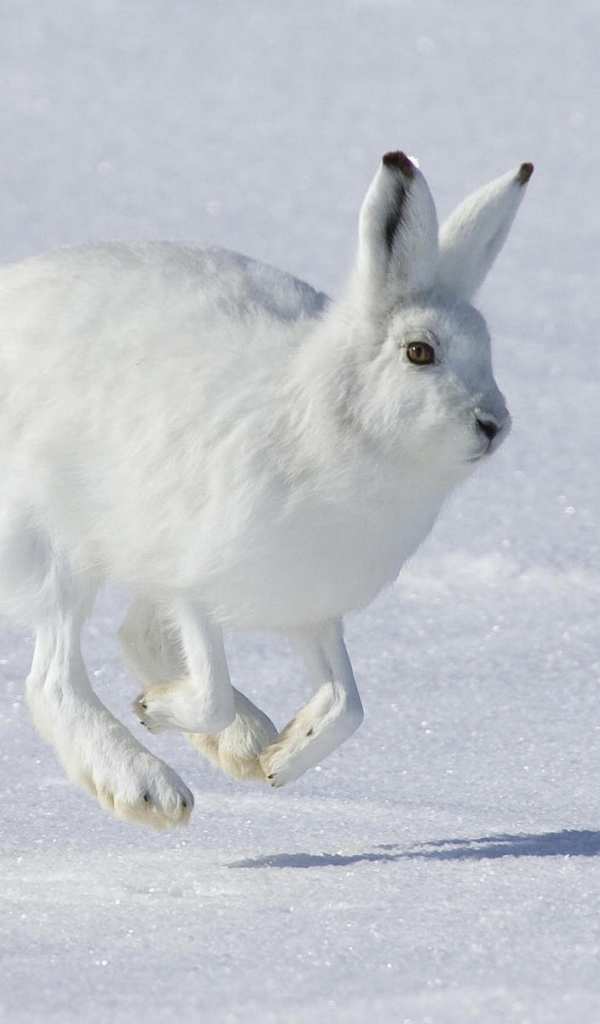 Заяц на снегу