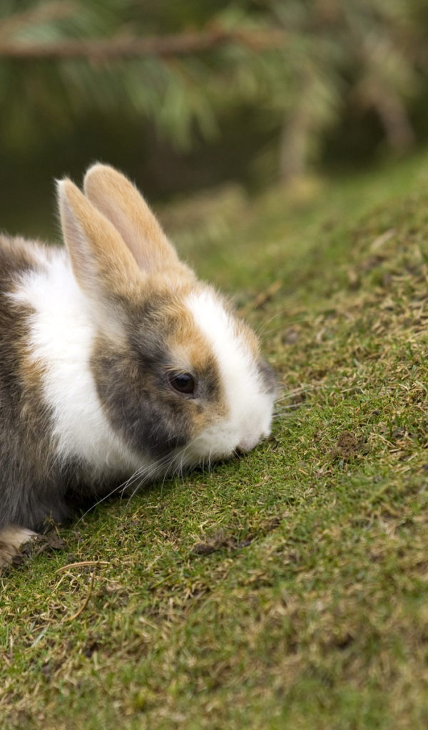 Кролик на травке