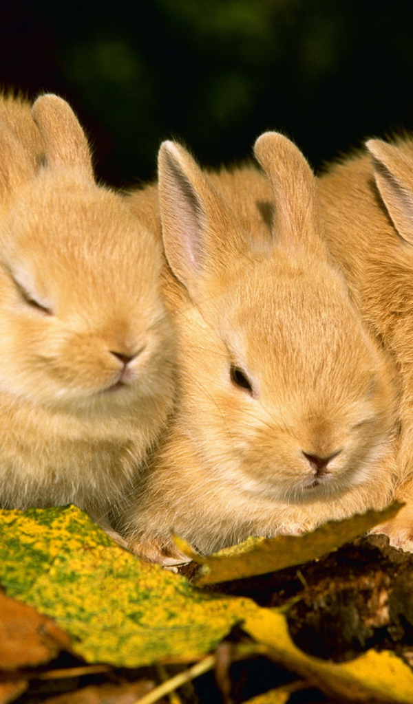 Three rabbits